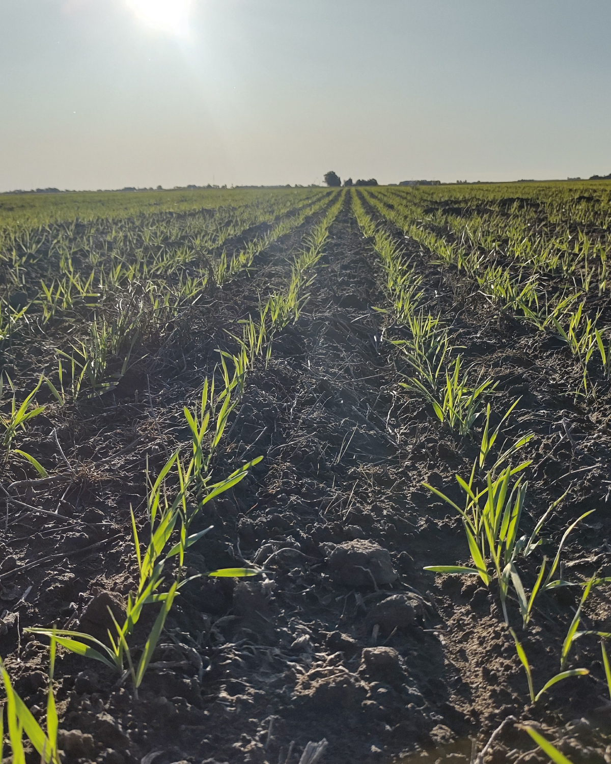 Soluciones Agronómicas